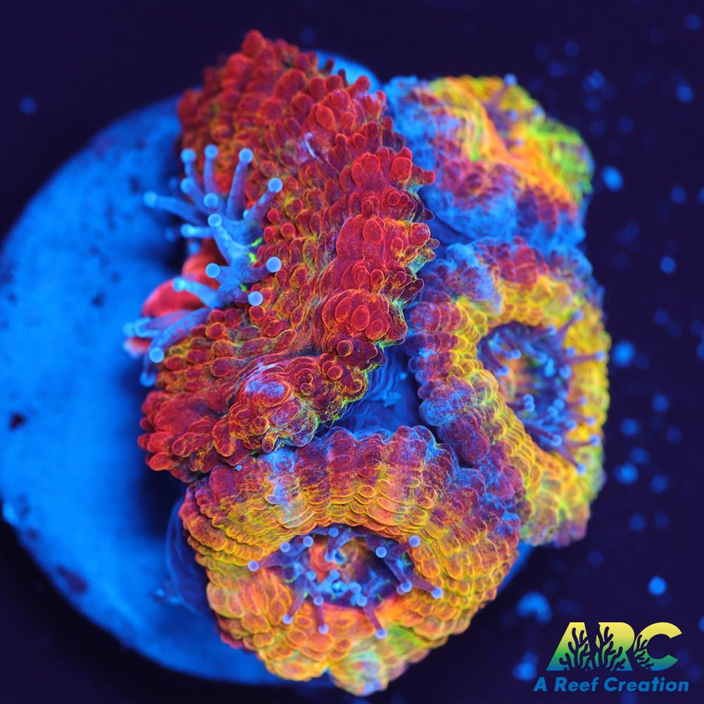 ARC Agent Orange Acan