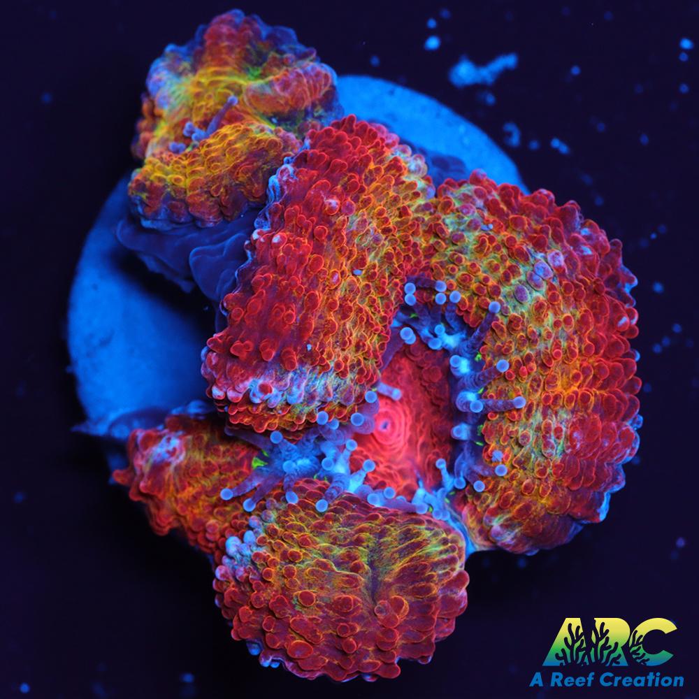 ARC Agent Orange Acan