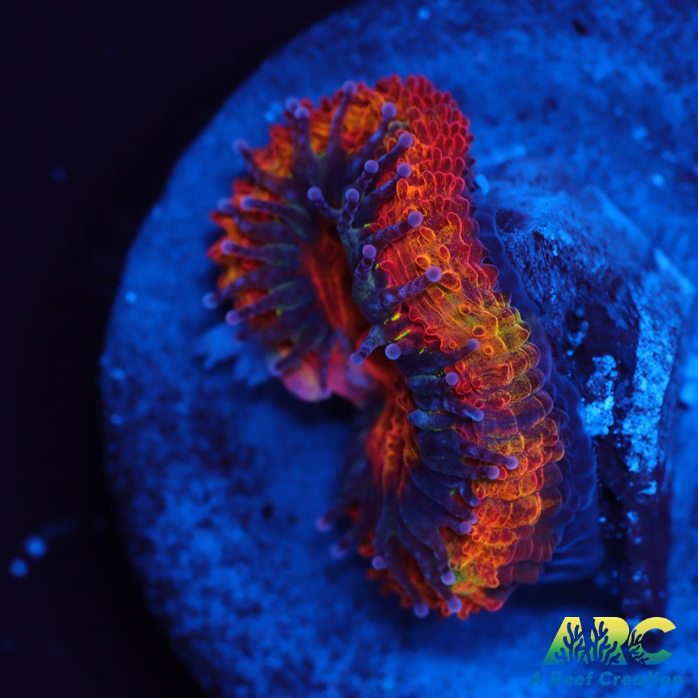 ARC Agent Orange Acan