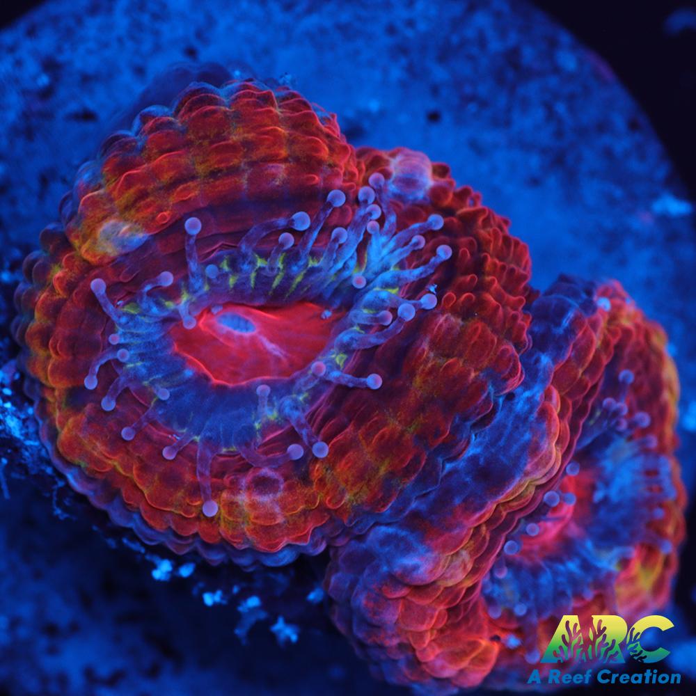 ARC Agent Orange Acan