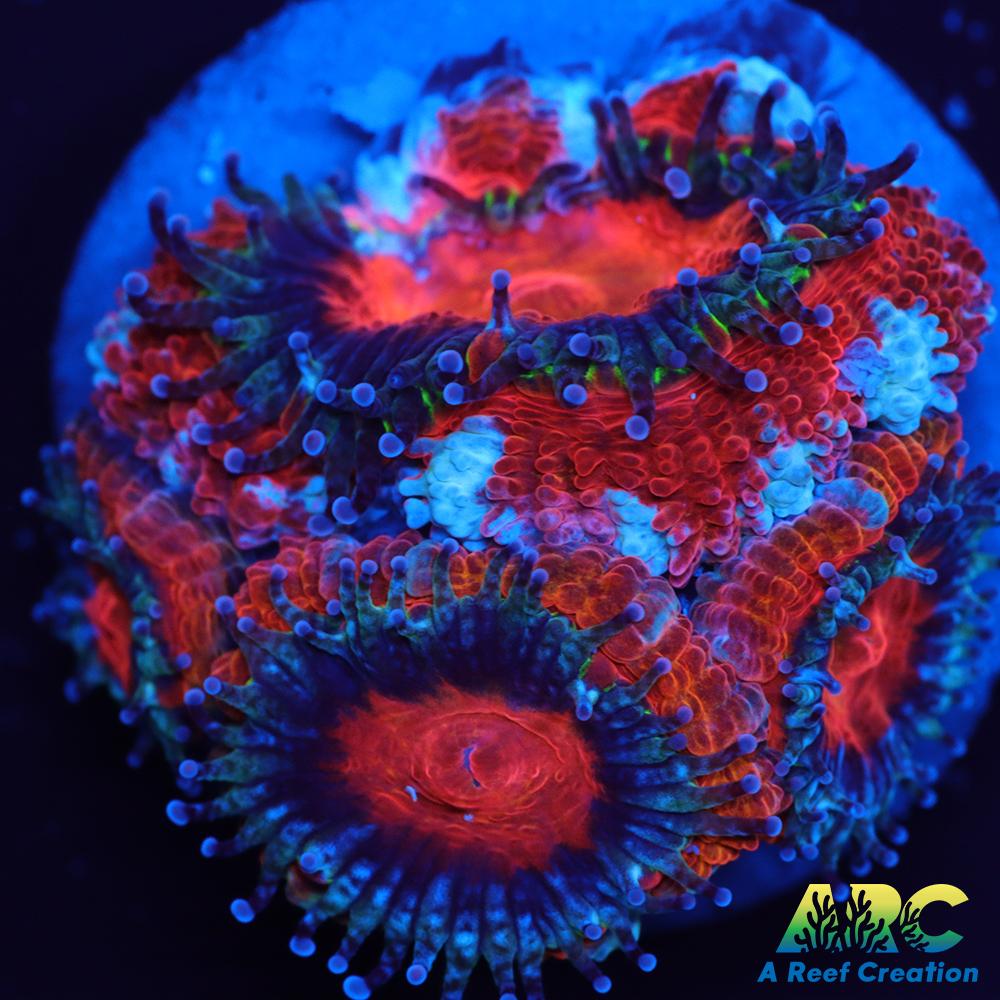 ARC Candy Corn Acan