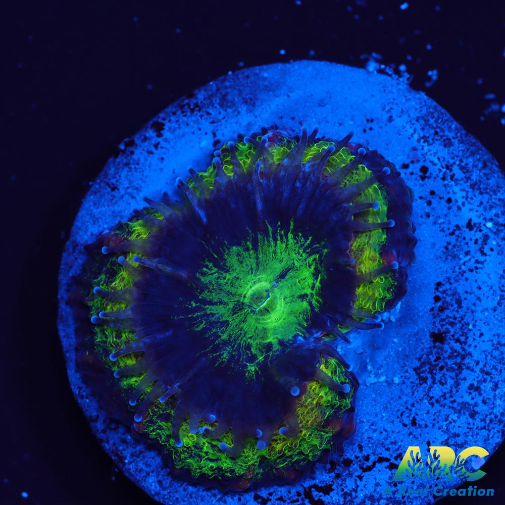 ARC Double Green Acan