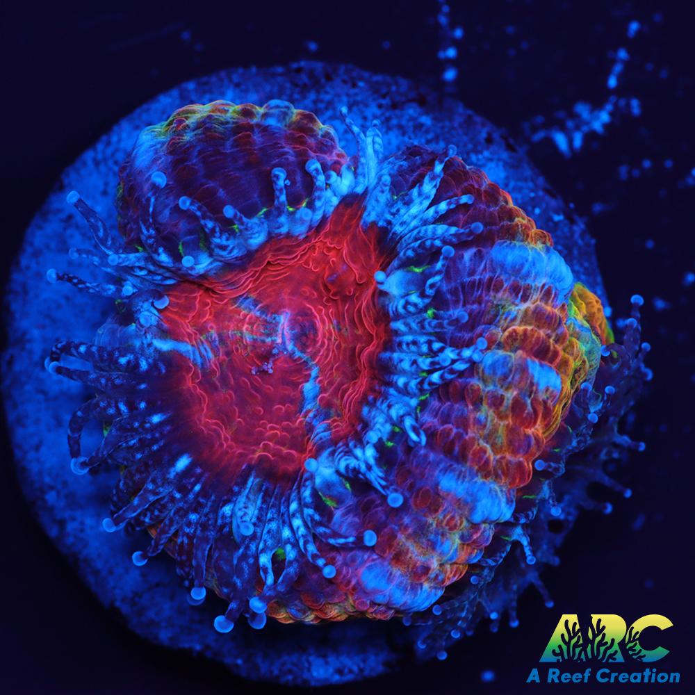 ARC Happy Endings 2.0 Acan