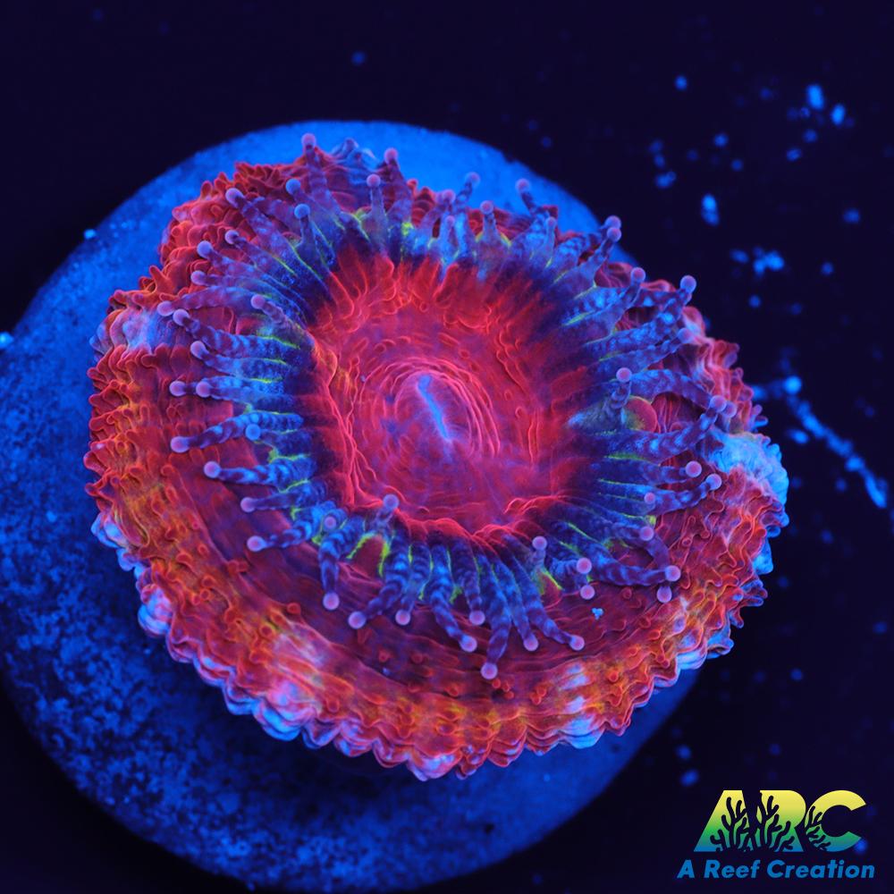 ARC Agent Orange Acan