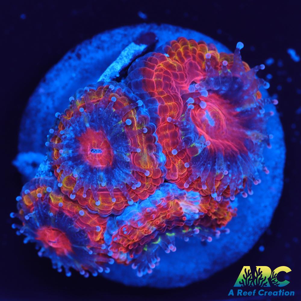 ARC Agent Orange Acan