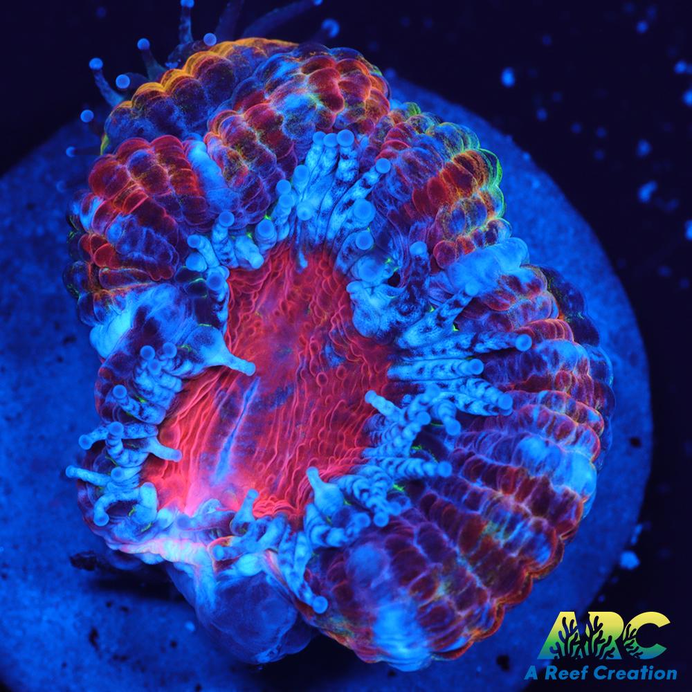 ARC Agent Orange Acan