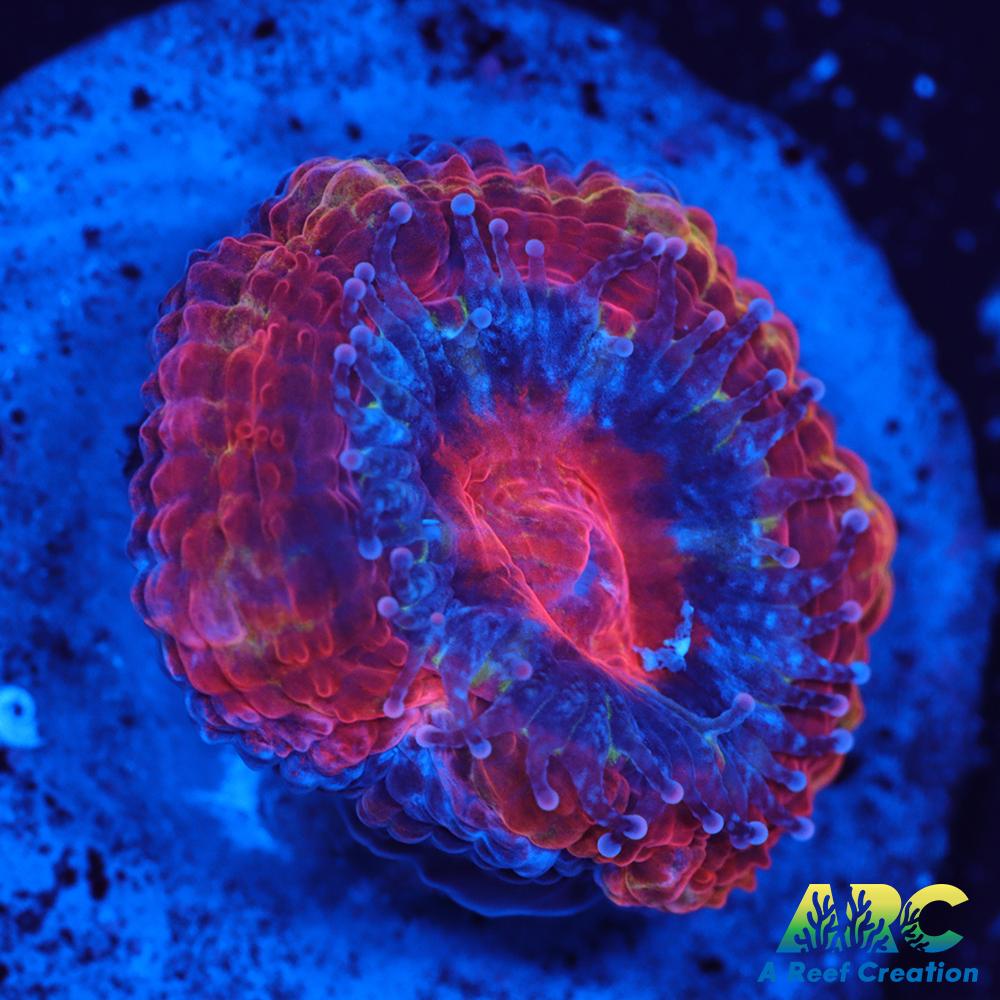 ARC Agent Orange Acan
