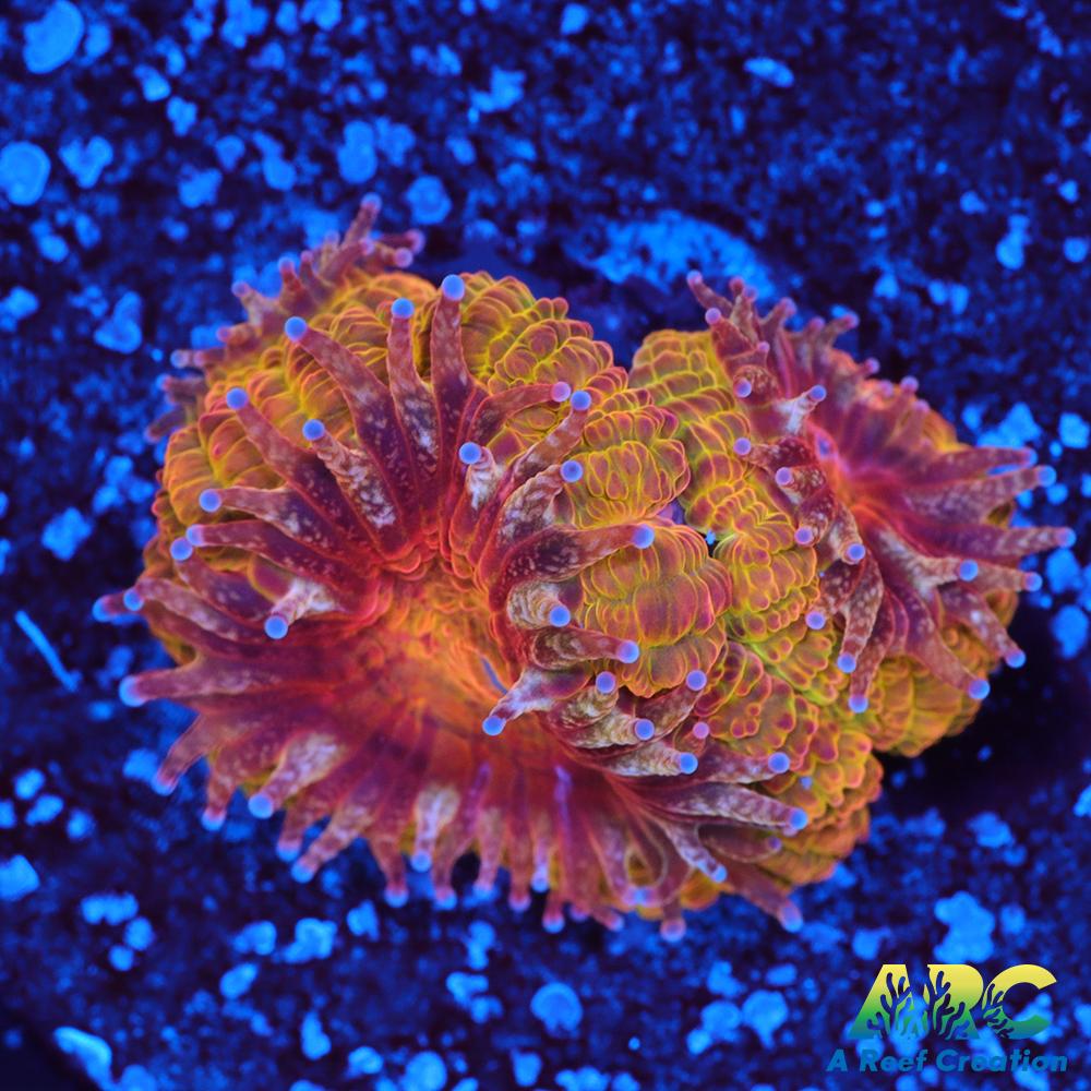 ARC Blood Orange Acan
