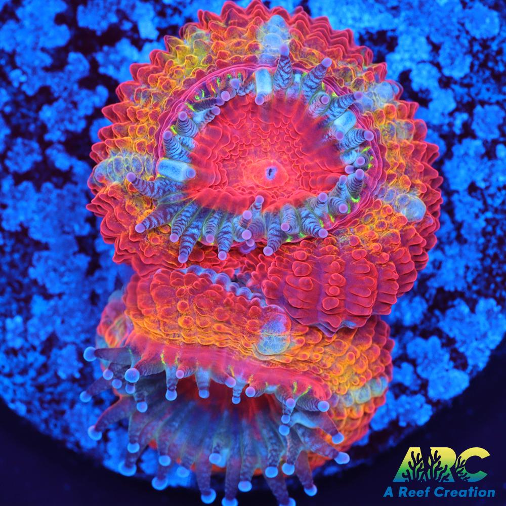 ARC Agent Orange Acan