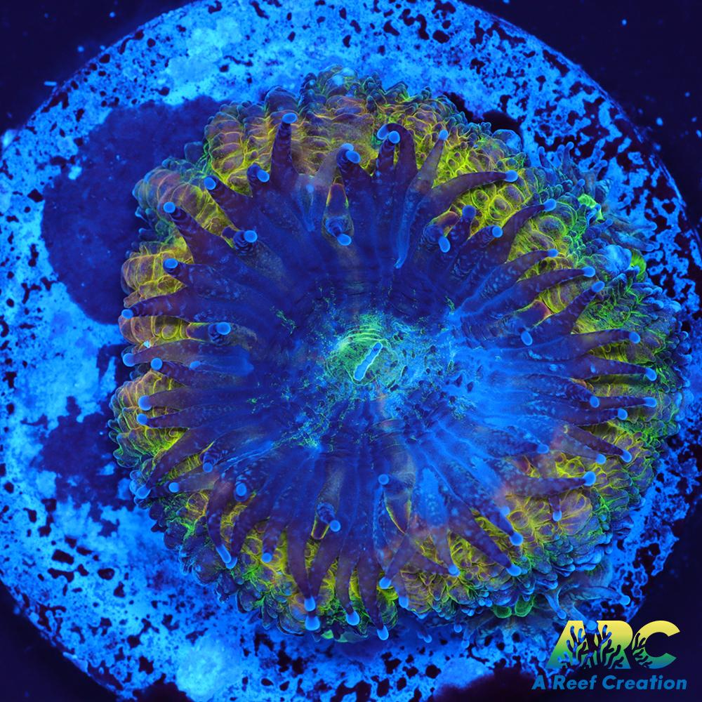 Rebecca's Rastafarian Acan