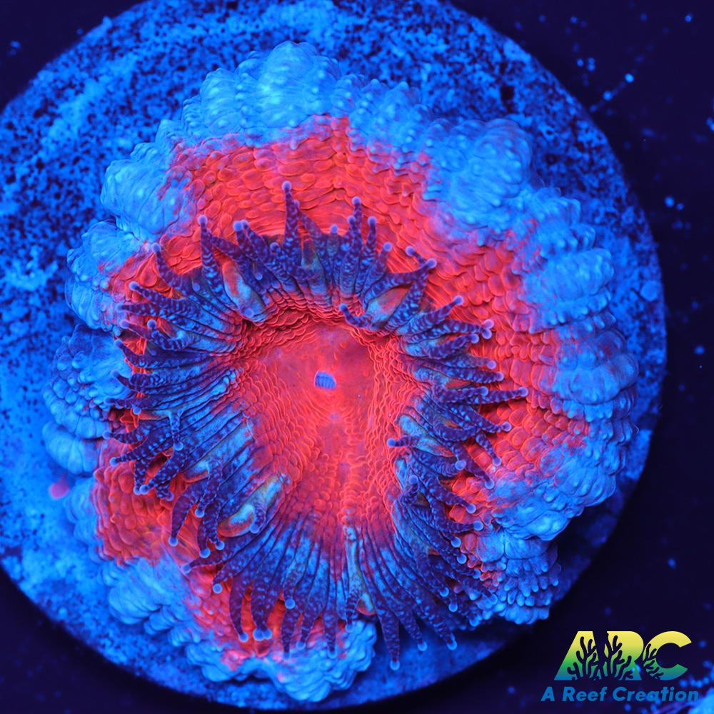 Red and Teal Acan