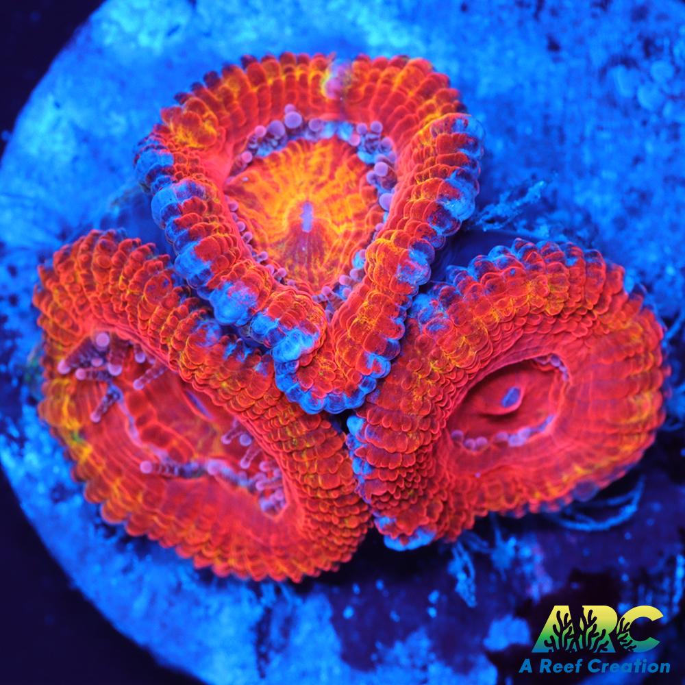 ARC Agent Orange Acan