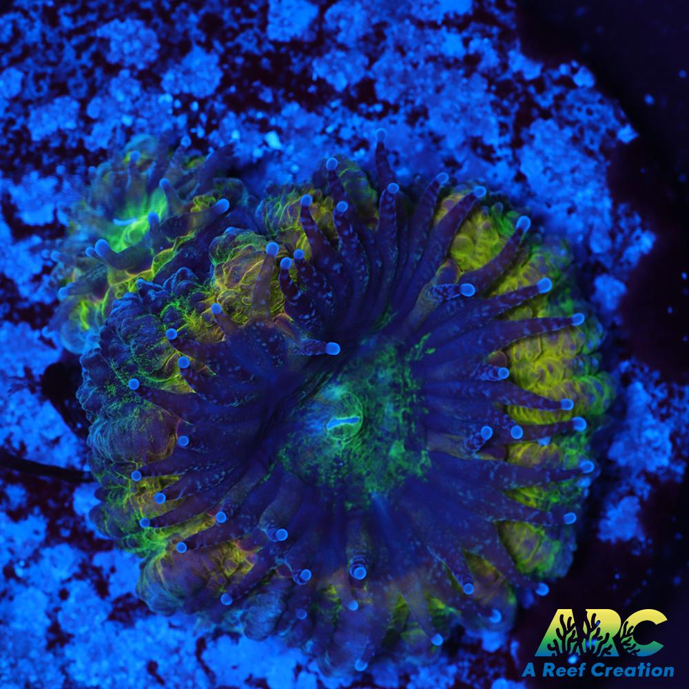 Rebecca's Rastafarian Acan