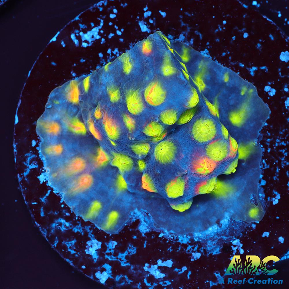 ARC Monet's Madness Cyphastrea