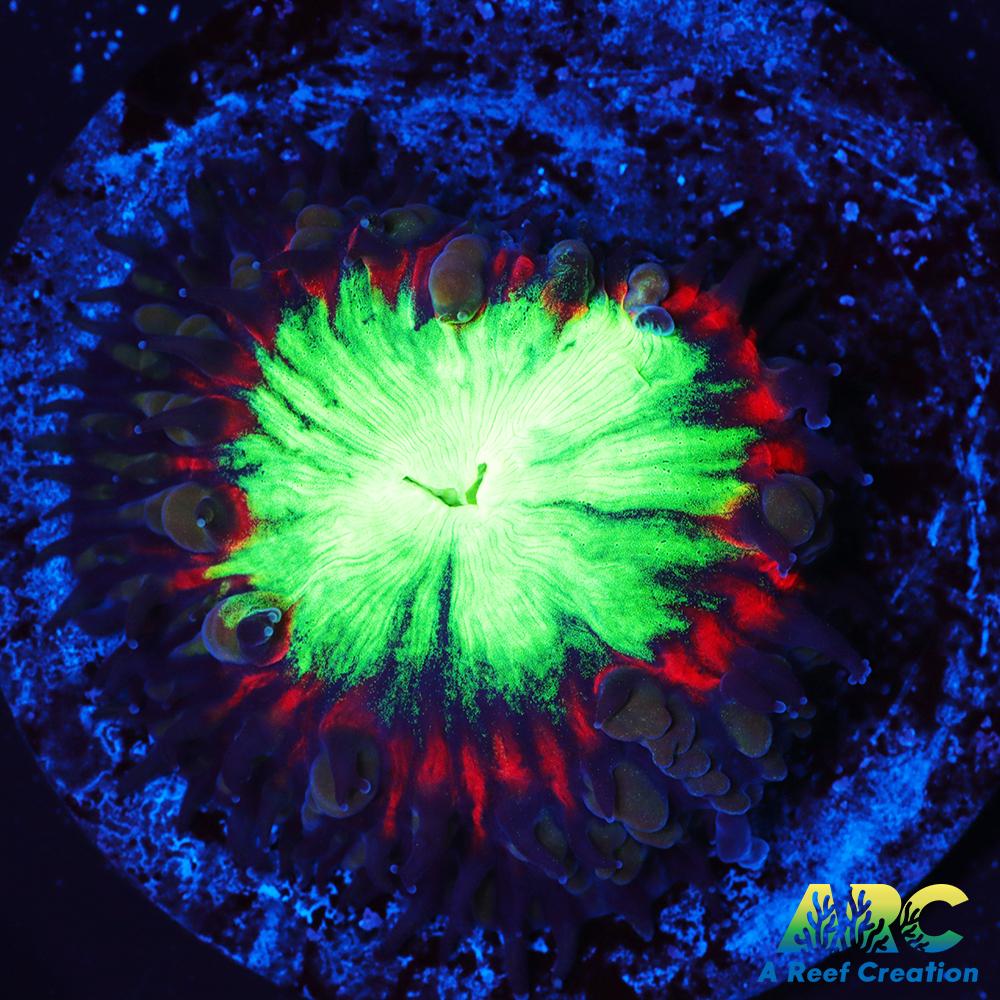 ARC Black Cherry Blasto