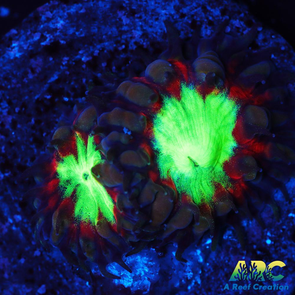 ARC Black Cherry Blasto