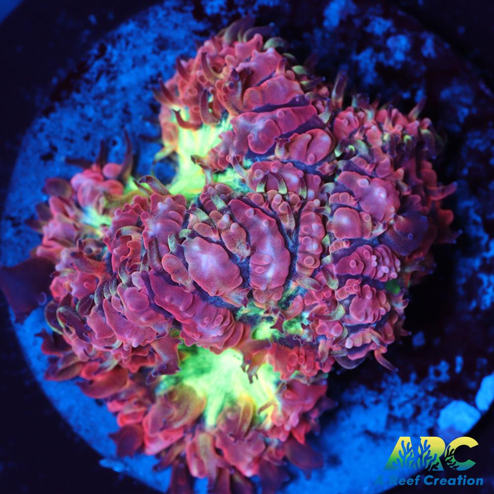 ARC Bubble Yum Blasto