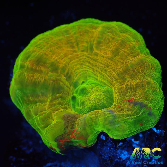 Golden Bleeding Apple Scoly Frag