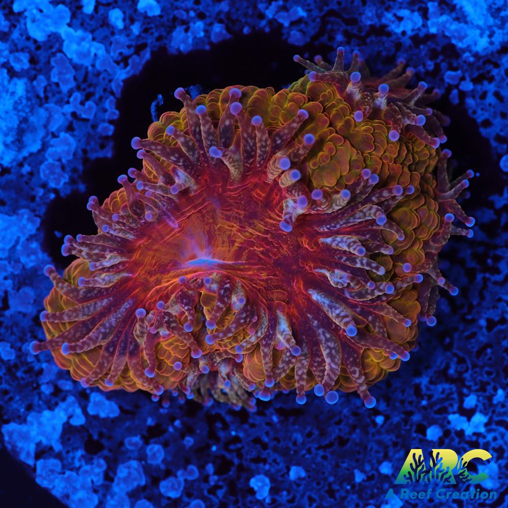 ARC Blood Orange Acan
