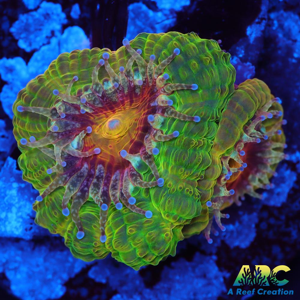 CC Dragonberries Acan