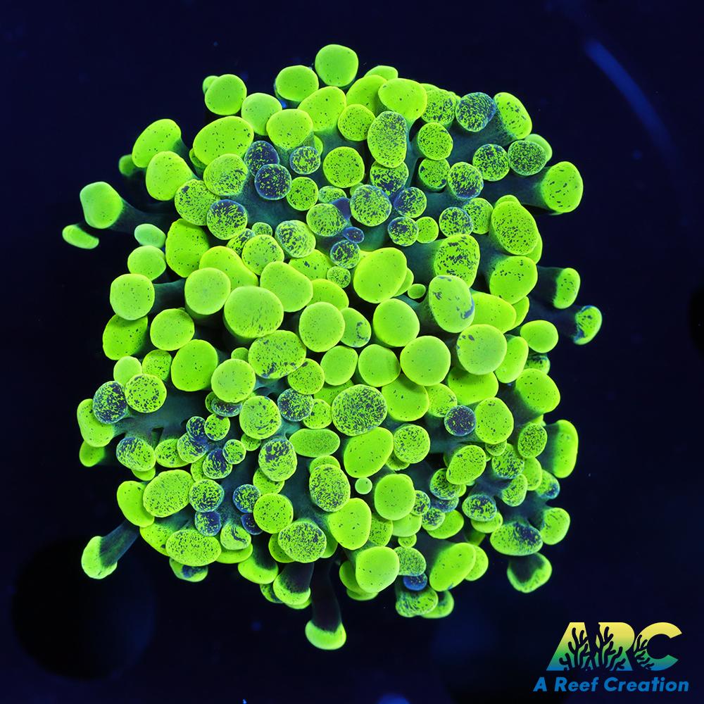 Neon Splatter Hammer