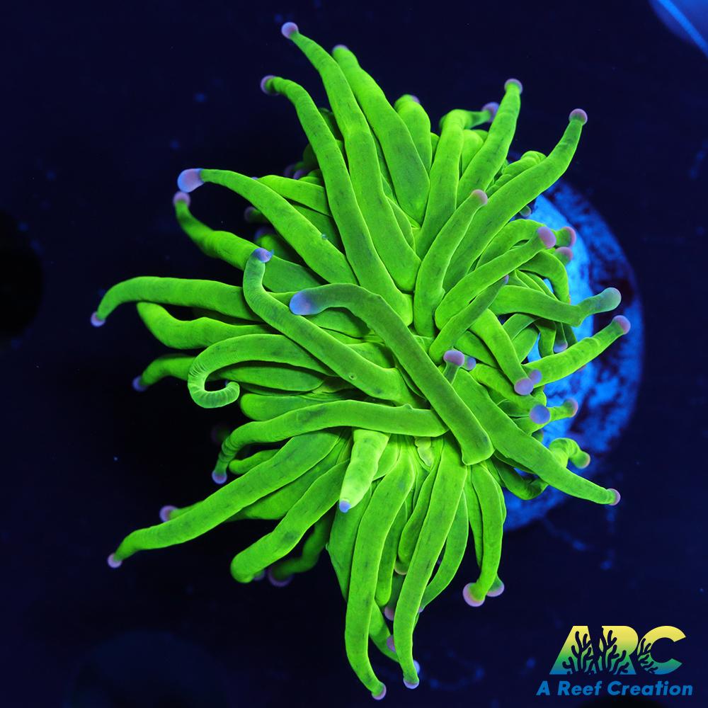 ARC Brighter than Todd's Torch