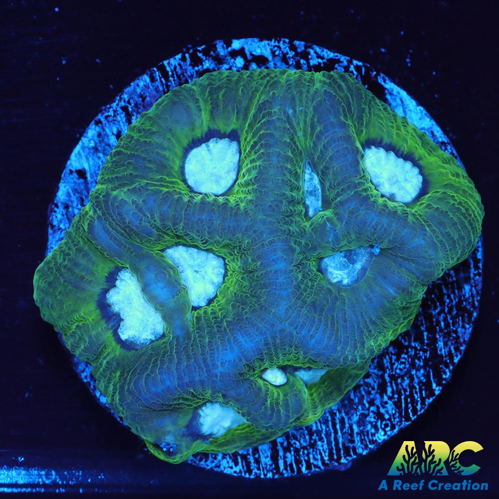 Green Goniastrea