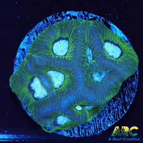 Green Goniastrea