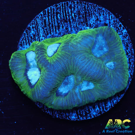 Green Goniastrea