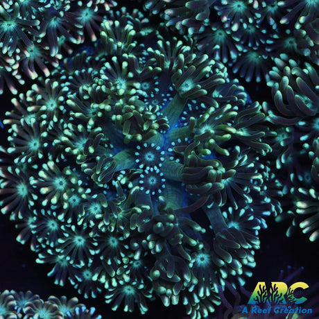 Green Alveopora