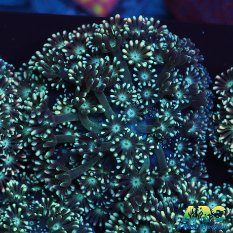 Green Alveopora