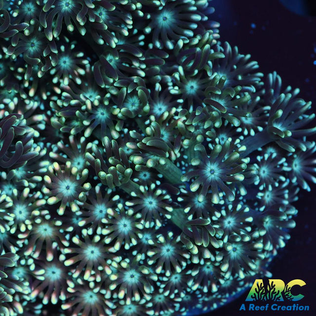 Green Alveopora