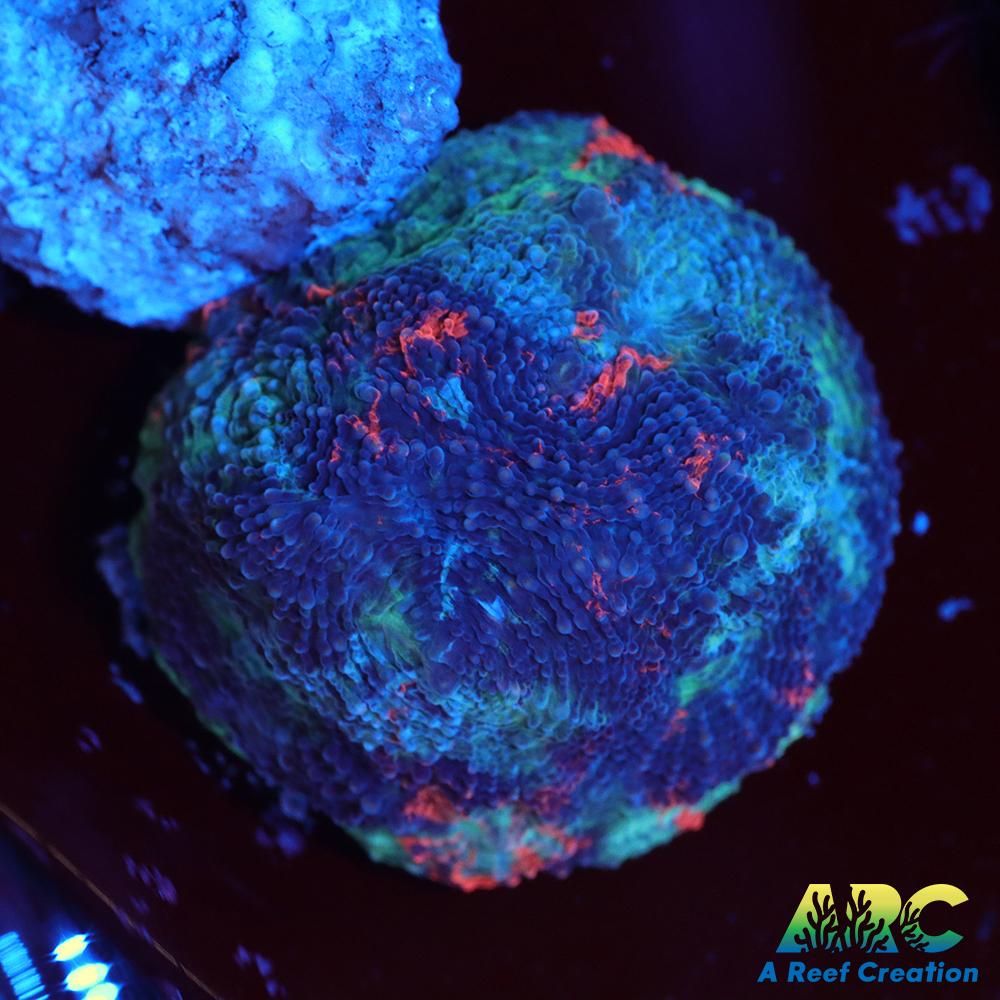 ARC Bottom Dweller Echinata