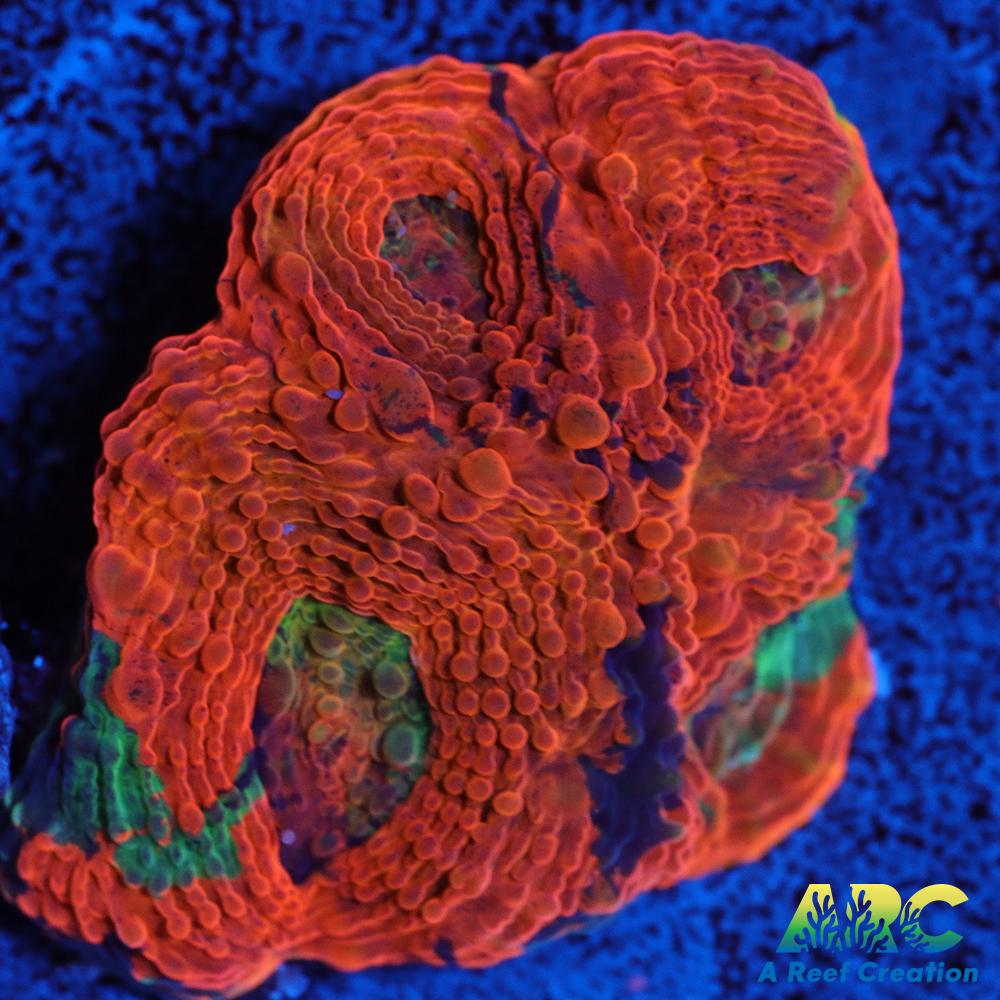 Amazing Orange Echinata