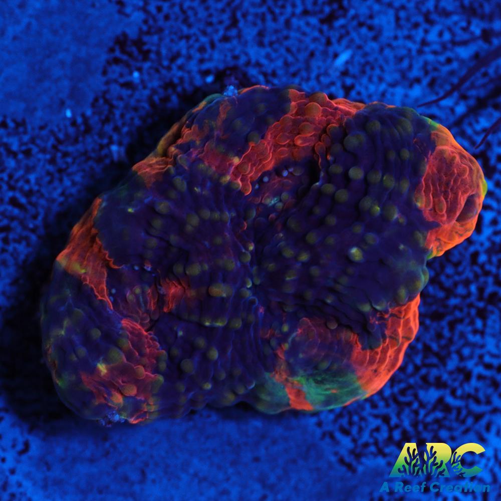 Amazing Orange Echinata