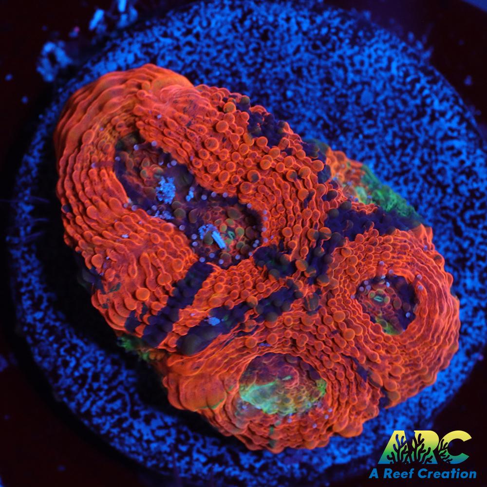 Amazing Orange Echinata