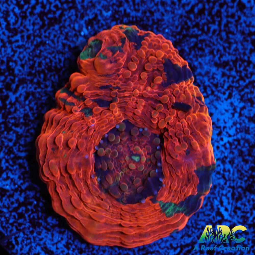 Amazing Orange Echinata