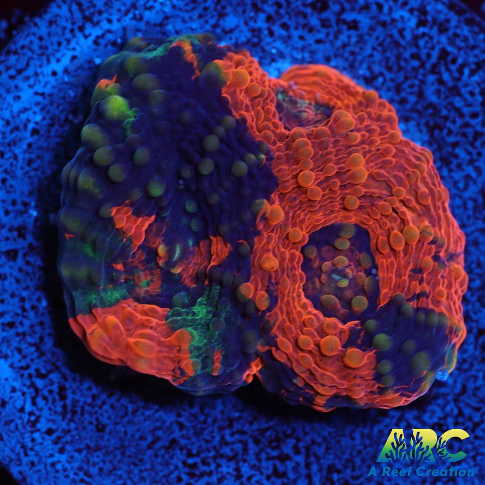 Amazing Orange Echinata