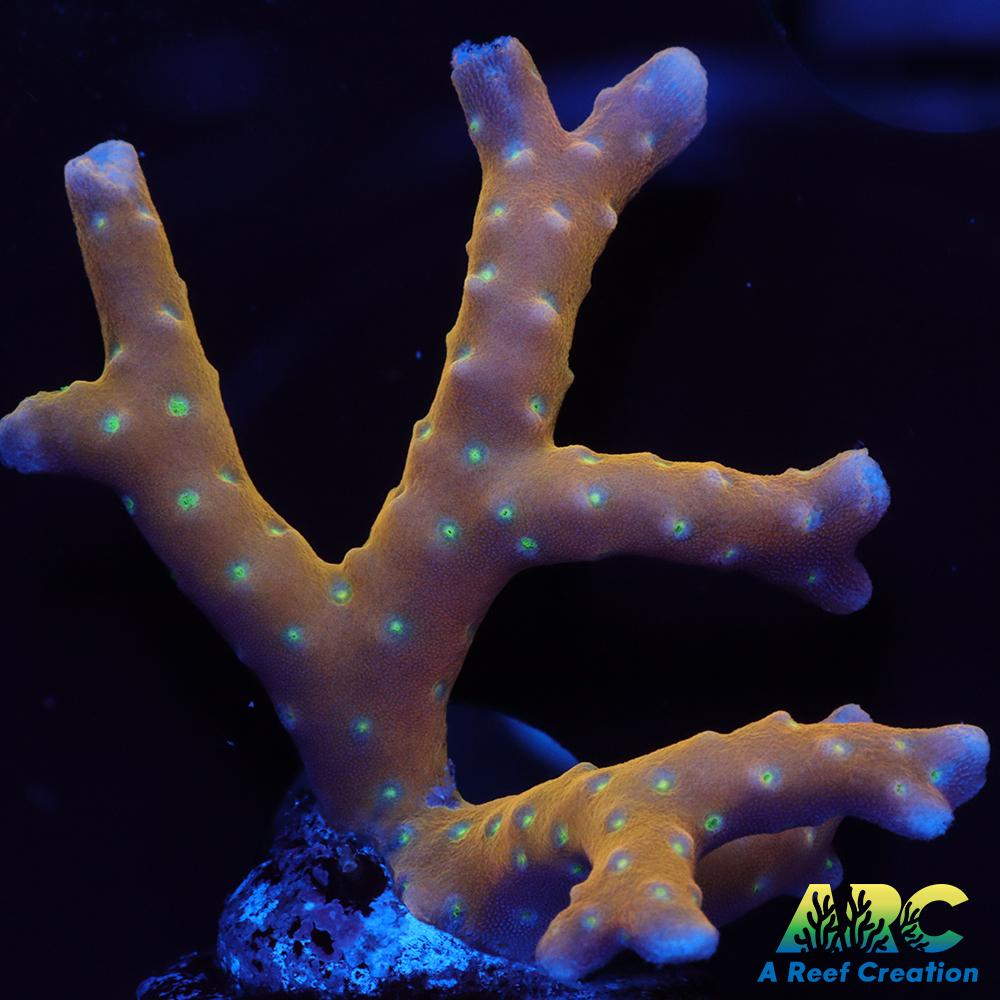 RRC Tropicana Anacropora