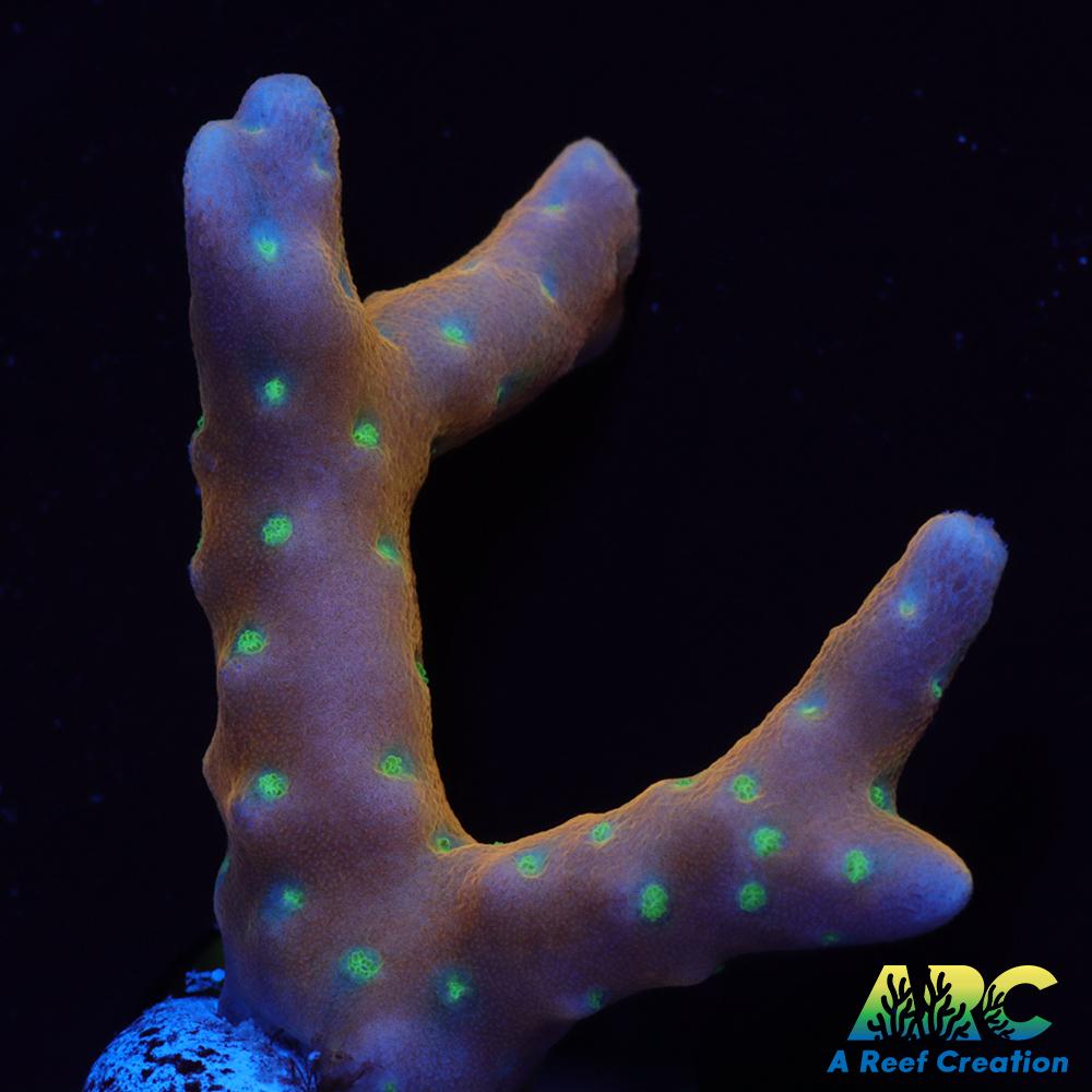 RRC Tropicana Anacropora
