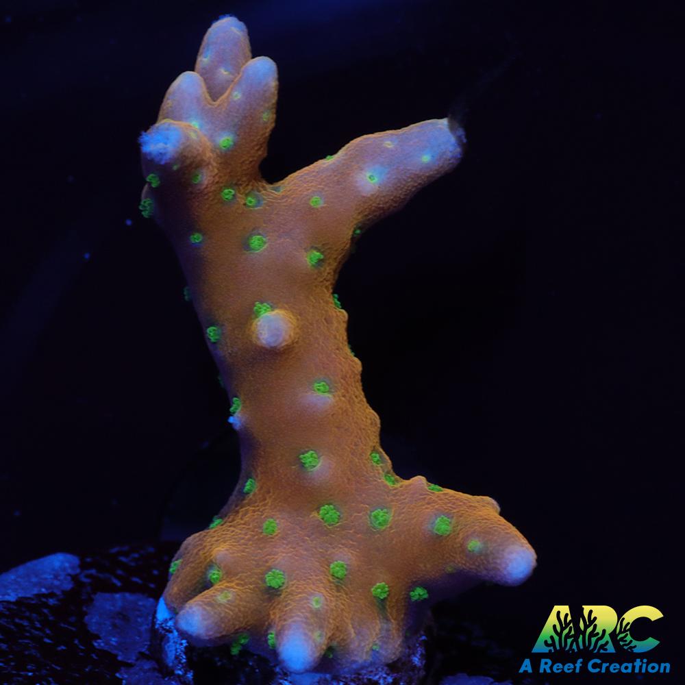 RRC Tropicana Anacropora
