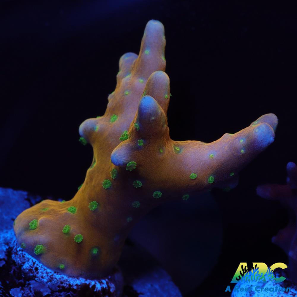 RRC Tropicana Anacropora