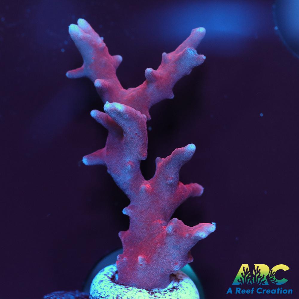JF TNT Anacropora
