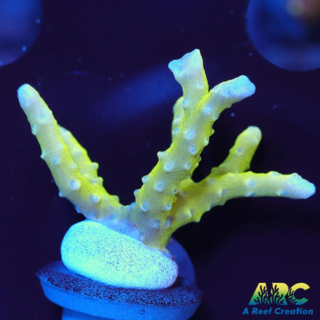 Green Goblin Anacropora