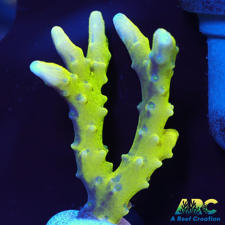 Green Goblin Anacropora