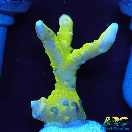 Green Goblin Anacropora