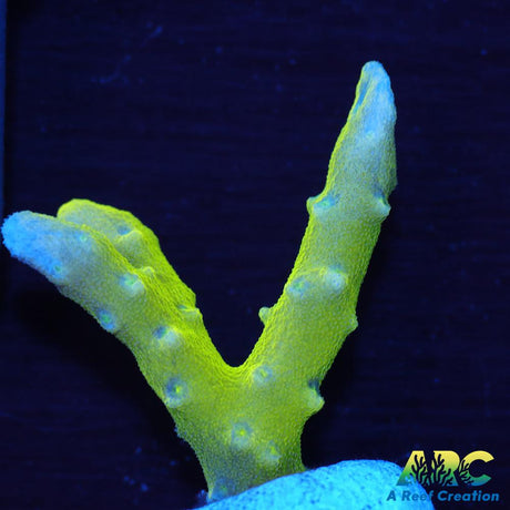Green Goblin Anacropora