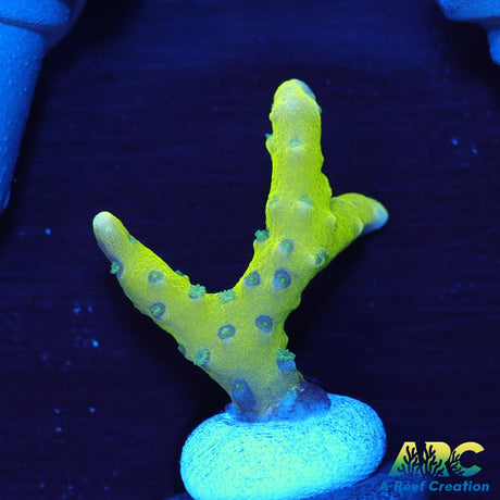 Green Goblin Anacropora