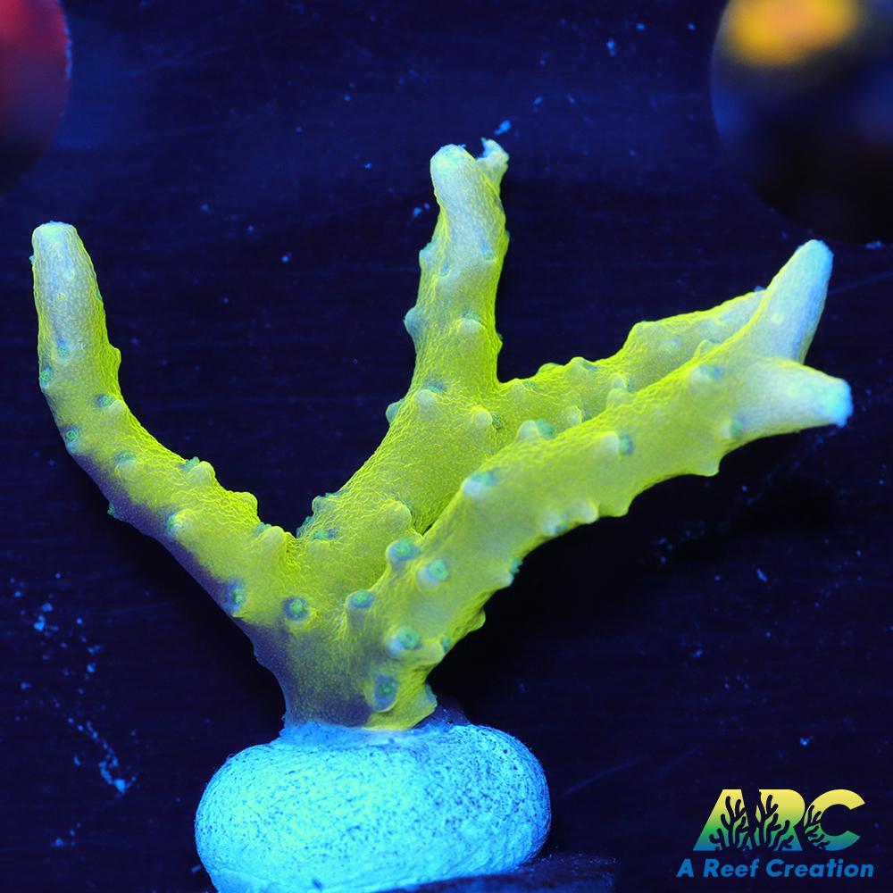 Green Goblin Anacropora