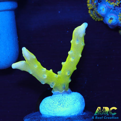 Green Goblin Anacropora